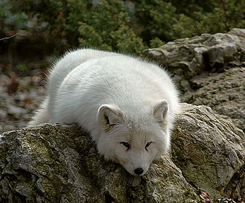 artic_fox_cover