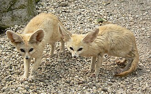 fennecus_fox_cover
