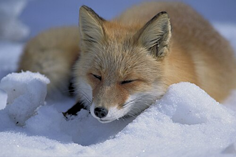 fox_red_cover