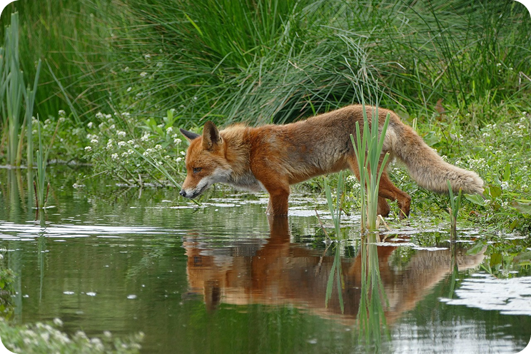 wild_fox_png