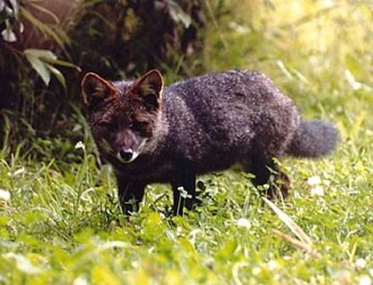 fox_chiote_cover