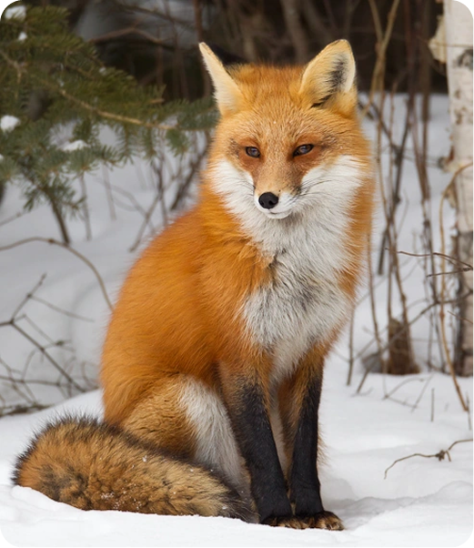 red_fox_1