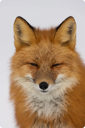 red_fox_3